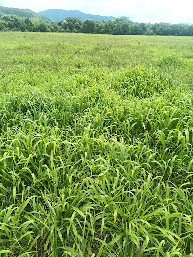 Pastura forrajera densa y verde en establecimiento del NOA asesorado por Agro Datos